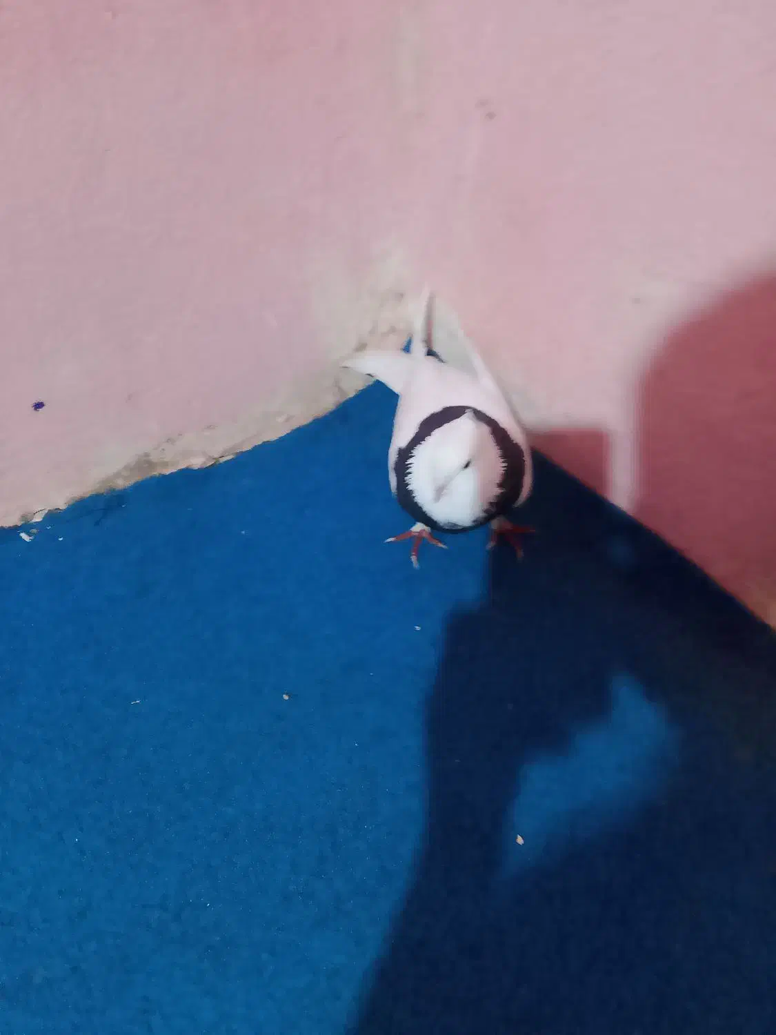 کبوتر|پرنده|چابهار, |دیوار