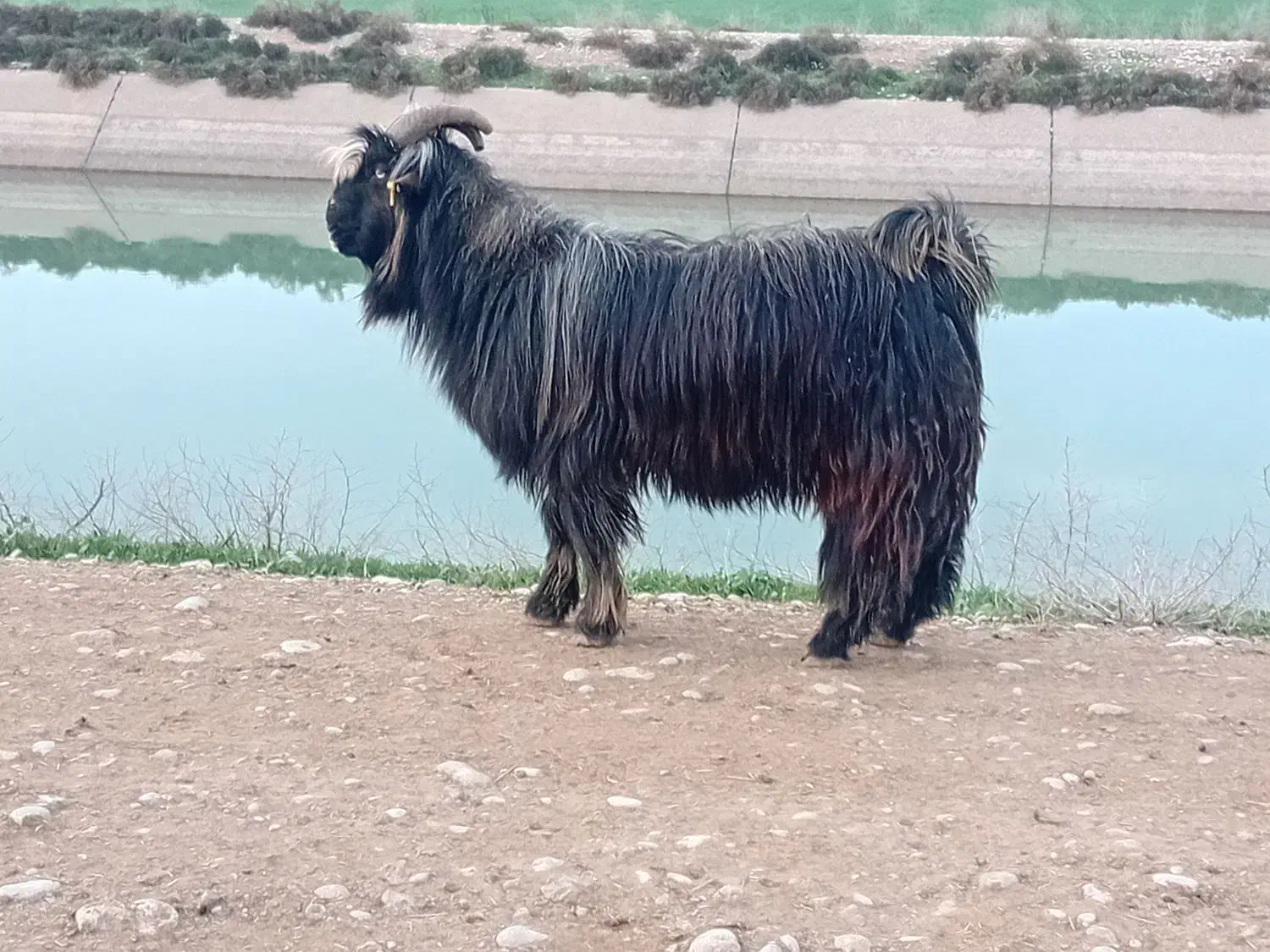 نر بز|حیوانات مزرعه|دزفول, |دیوار