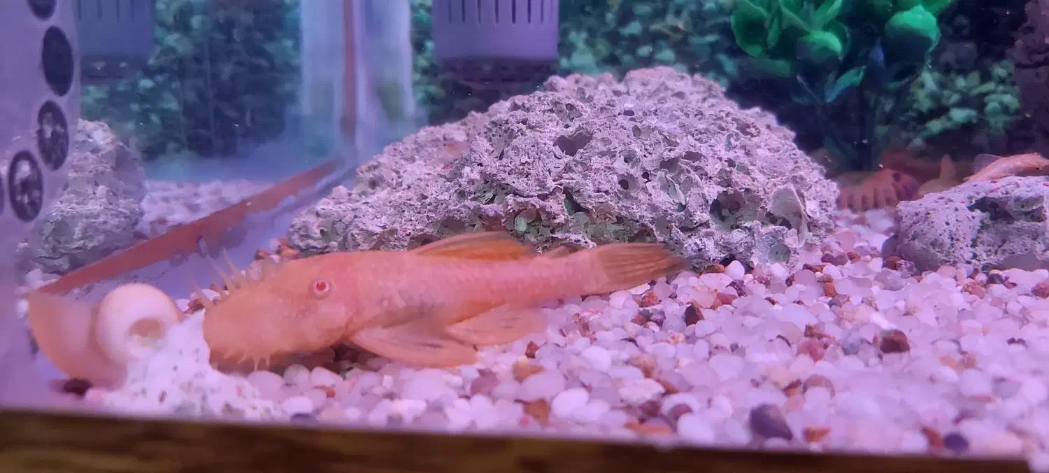 پوزه بوته ای آلبینو بالغ با بهترین تغذیه|ماهی|رباط‌کریم, رباط‌کریم|دیوار