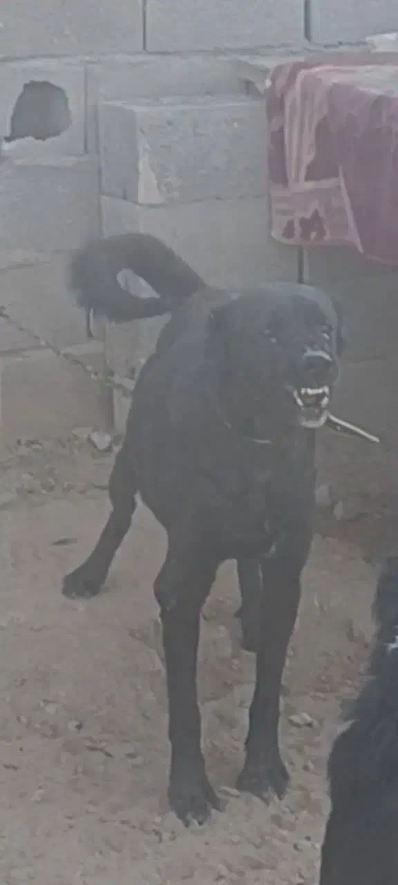 واگذاری سگ|سگ|اصفهان, عطار نیشابوری|دیوار