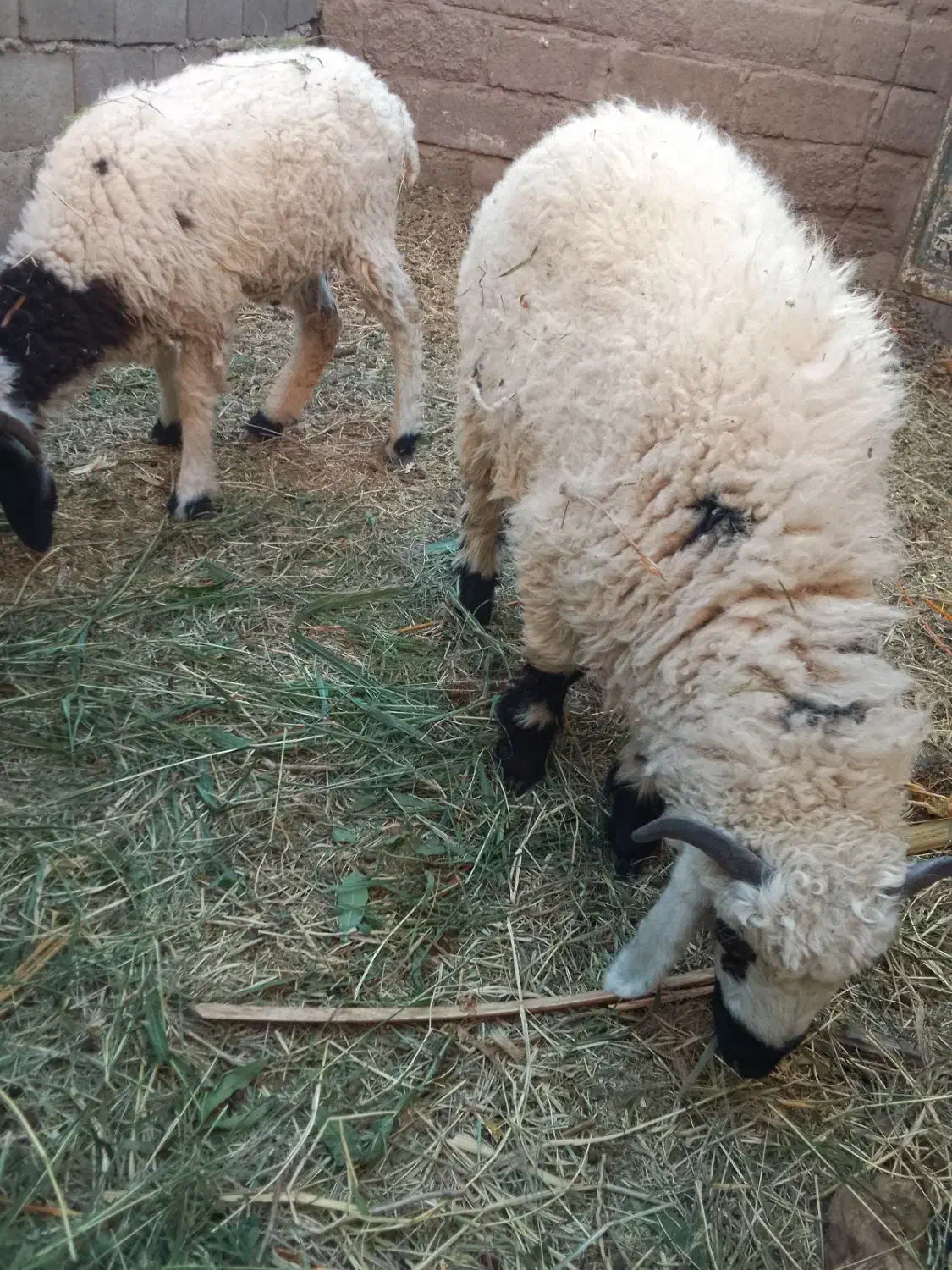 سه تابره نر|حیوانات مزرعه|بم, |دیوار