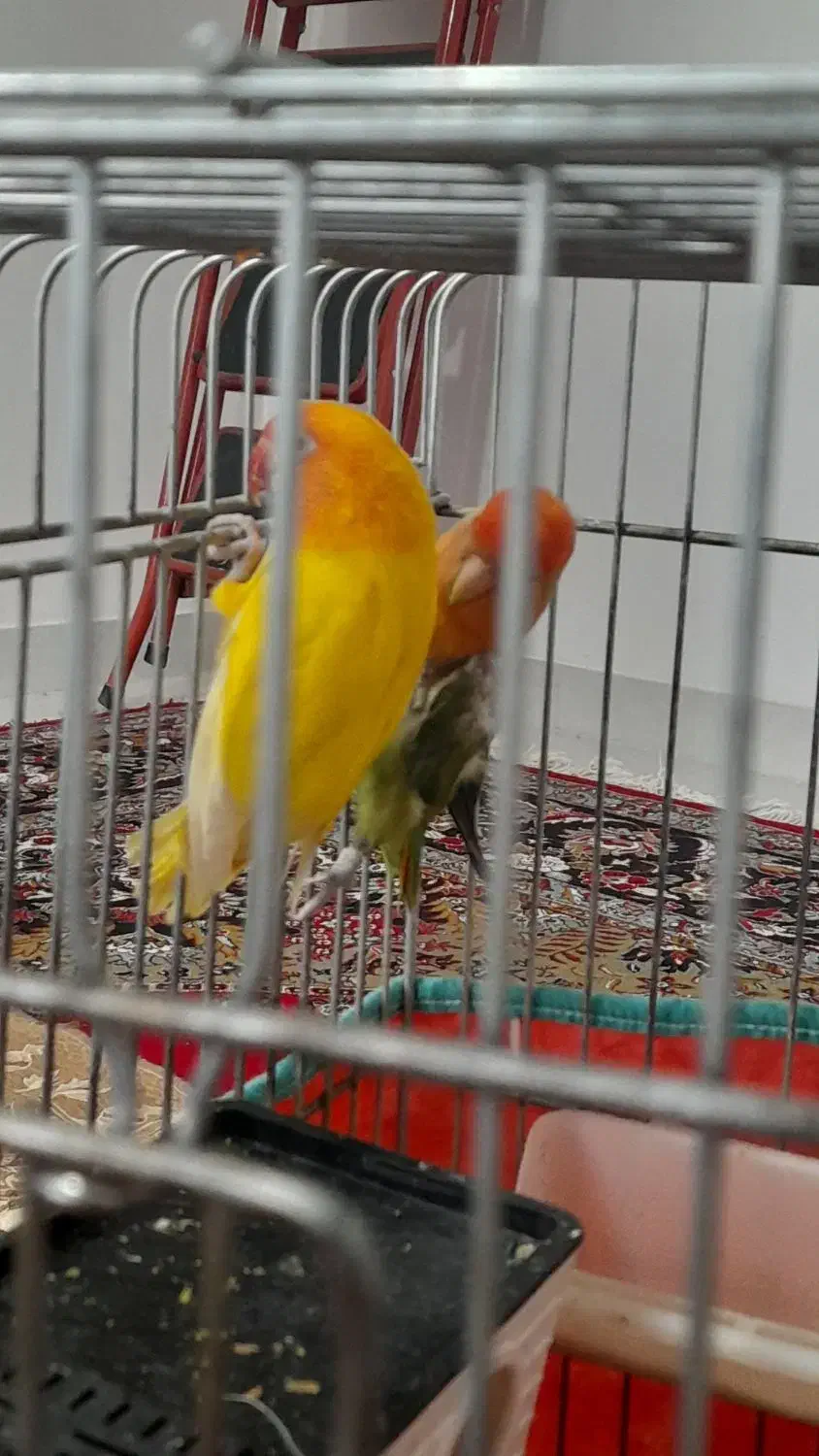 طوطی برزیلی اوپال|پرنده|گیلان غرب, |دیوار