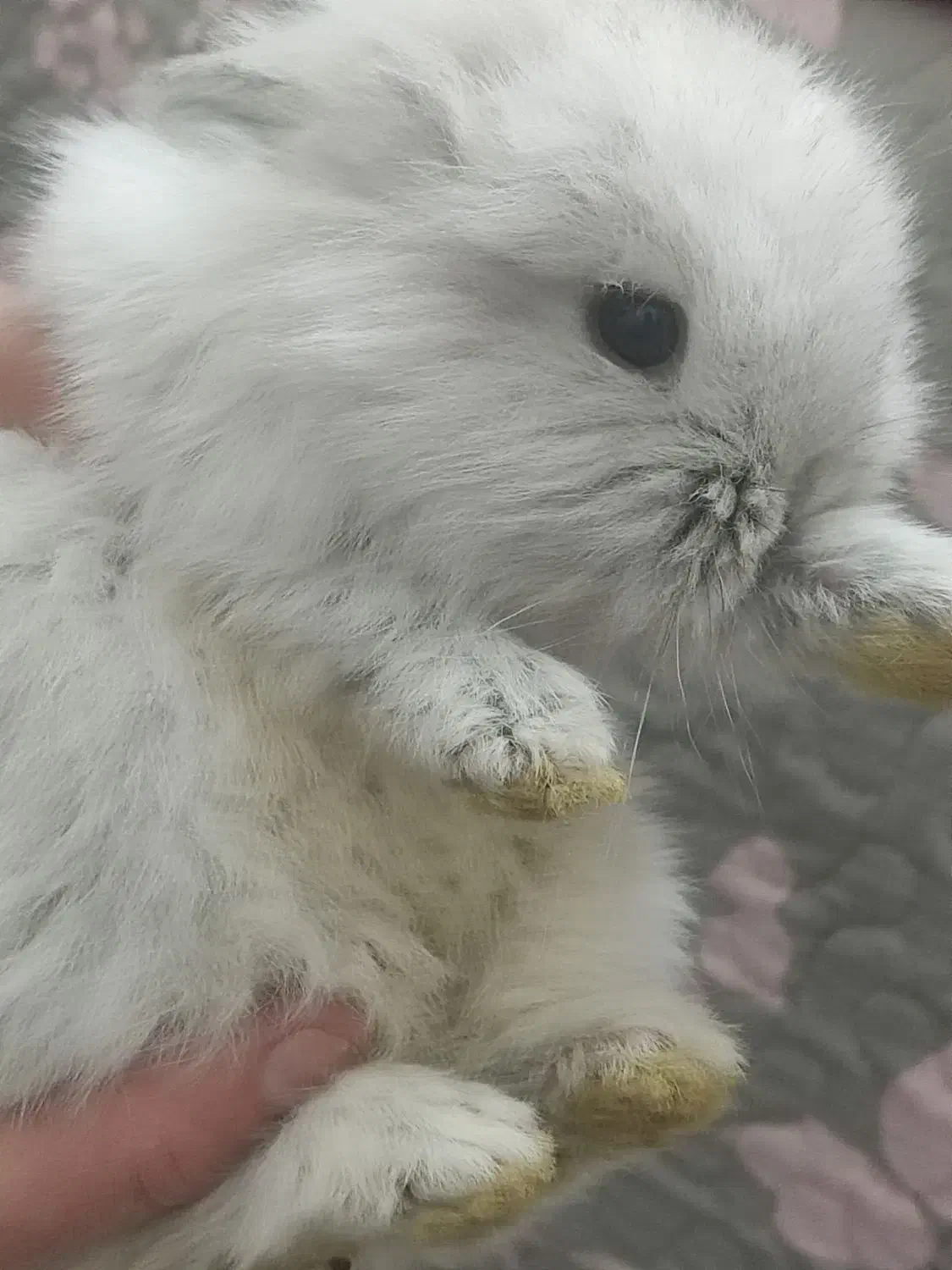 بچه خرگوش لوپ|موش و خرگوش|قم, آذر (نکویی)|دیوار