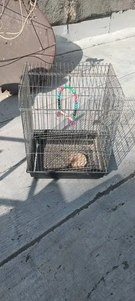 عروس هلندی|پرنده|نسیم‌شهر, |دیوار