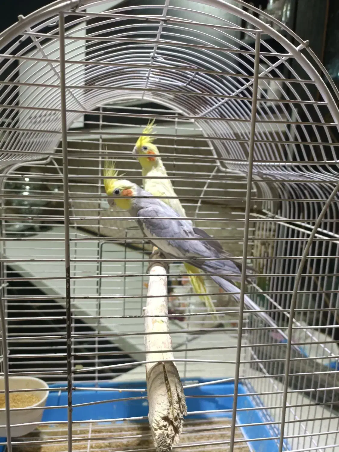 عروس هلندی مولد|پرنده|آبسرد, |دیوار