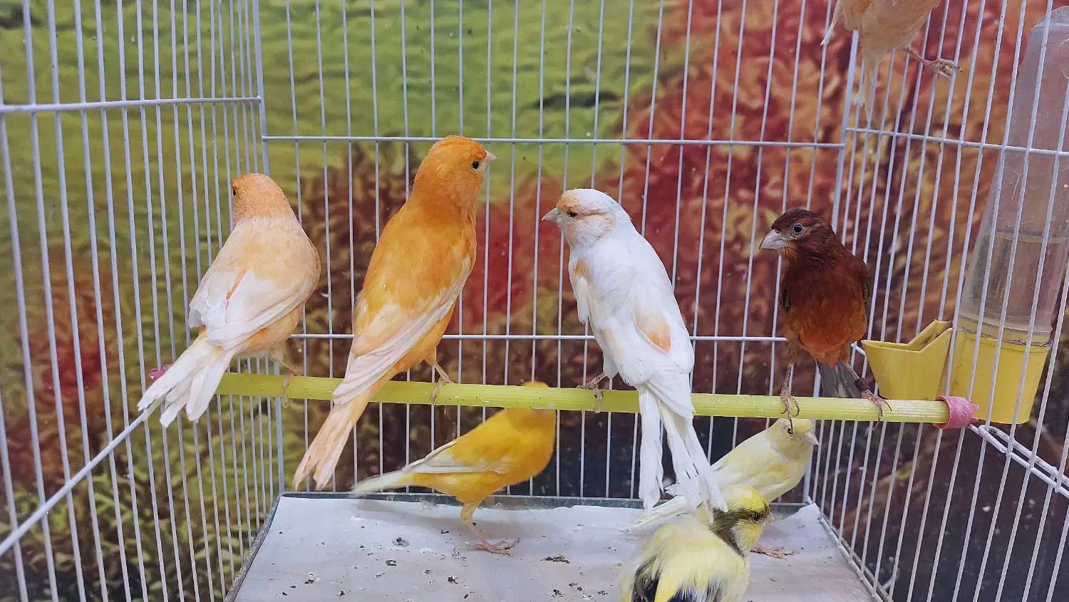 ۸۰ عدد قناری|پرنده|کاشان, شهرک ولیعصر|دیوار