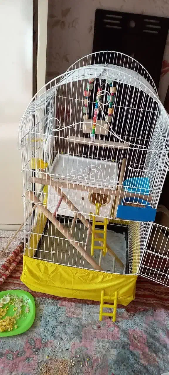 عروس هلندی|پرنده|کهریزک, |دیوار