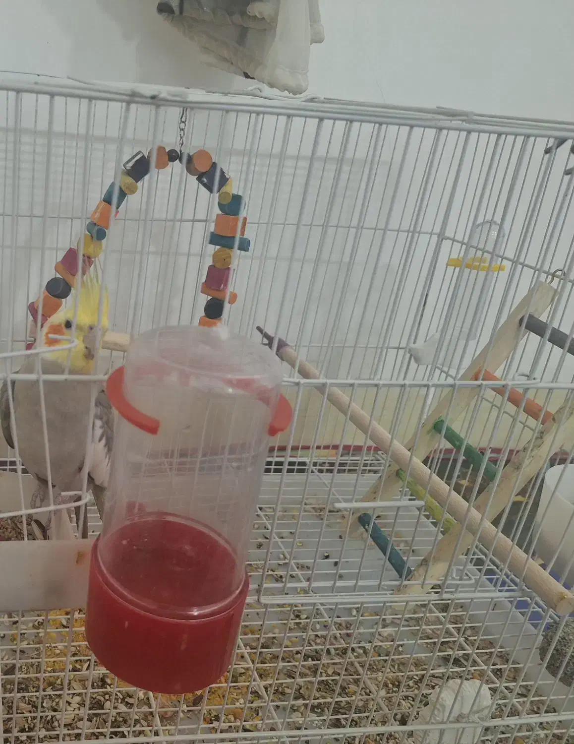 عروس هلندی و مرغ عشق|پرنده|شادگان, |دیوار