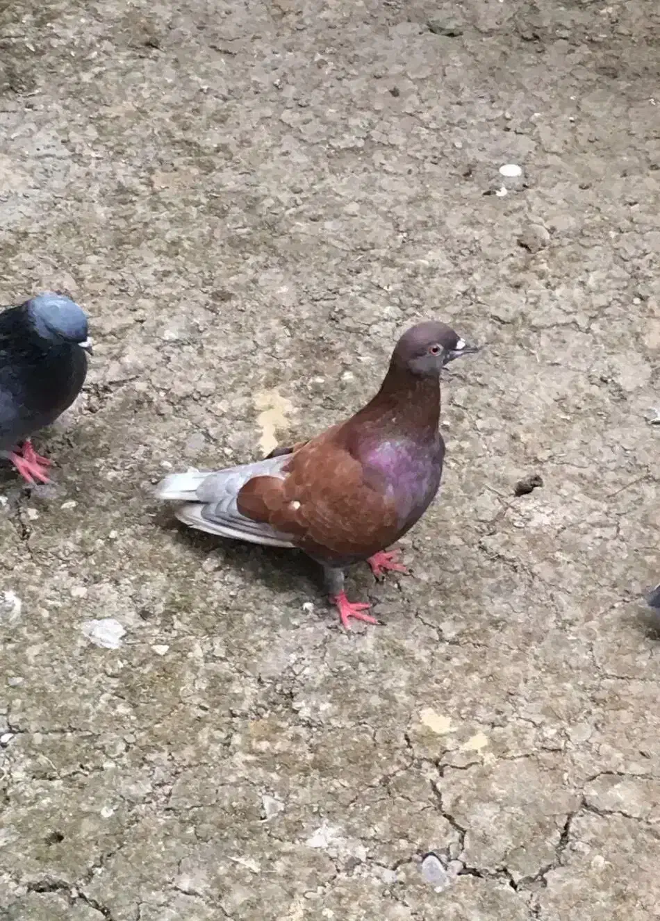 کبوتر پرشی|پرنده|ساری, |دیوار