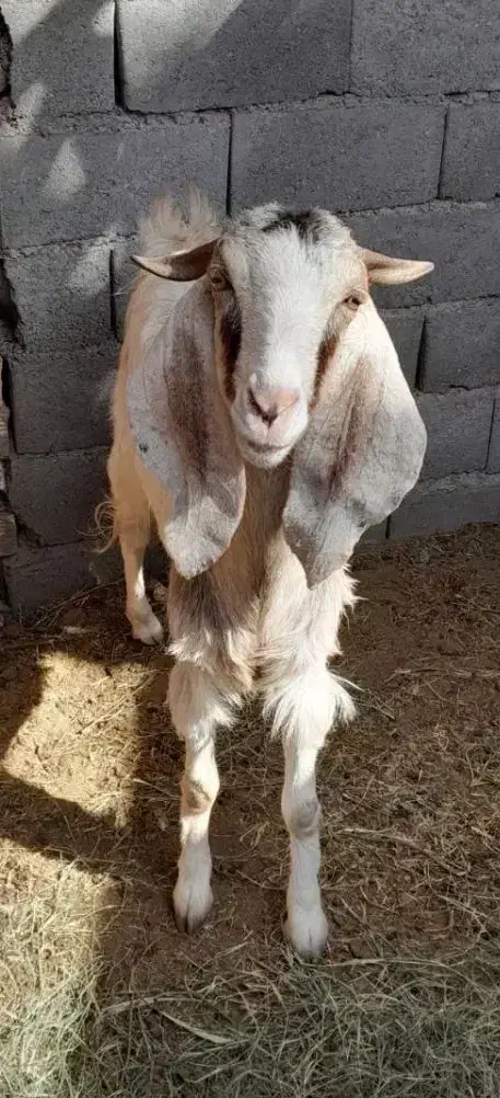 گوسفند|حیوانات مزرعه|بم, |دیوار