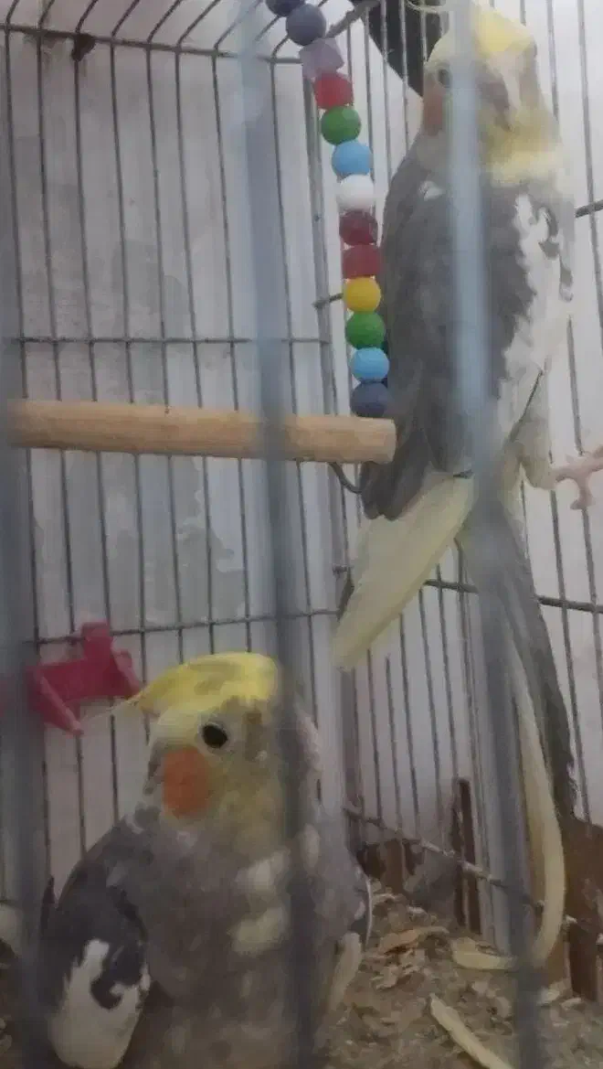 دو عدد عروس هلندی نیمه دستی جوان و آماده برای جفت|پرنده|تربت جام, فاز ۱ فرهنگیان|دیوار