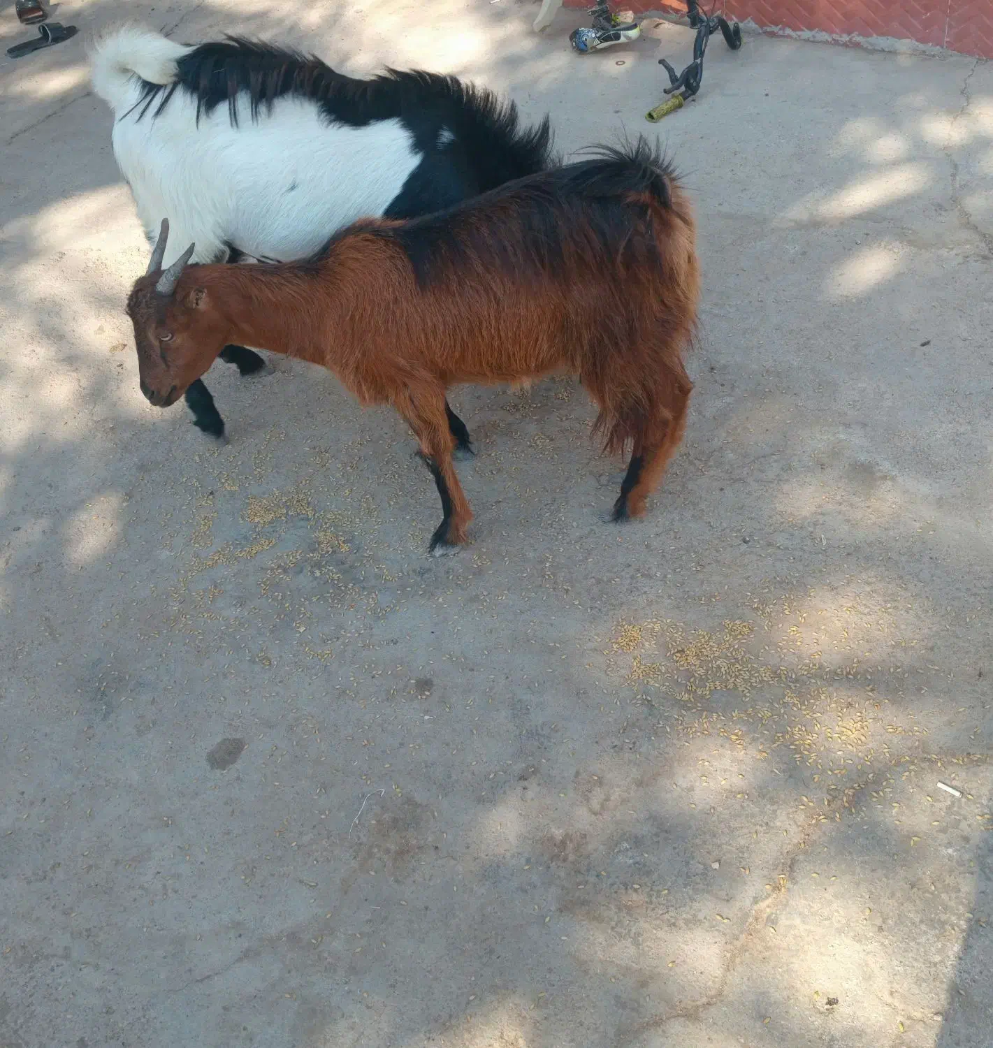 کهره|حیوانات مزرعه|اهرم, |دیوار