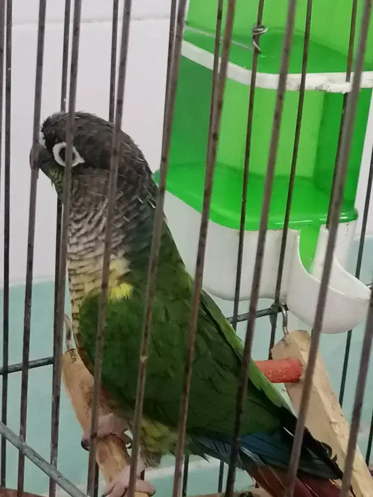 طوطی گرنچیک  سینه نارنجی  رام واهلی سخنگو|پرنده|برازجان, |دیوار