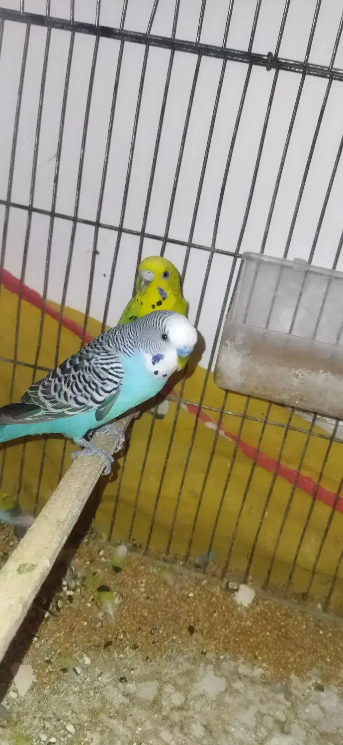 مرغ عشق خوب|پرنده|یاسوج, |دیوار