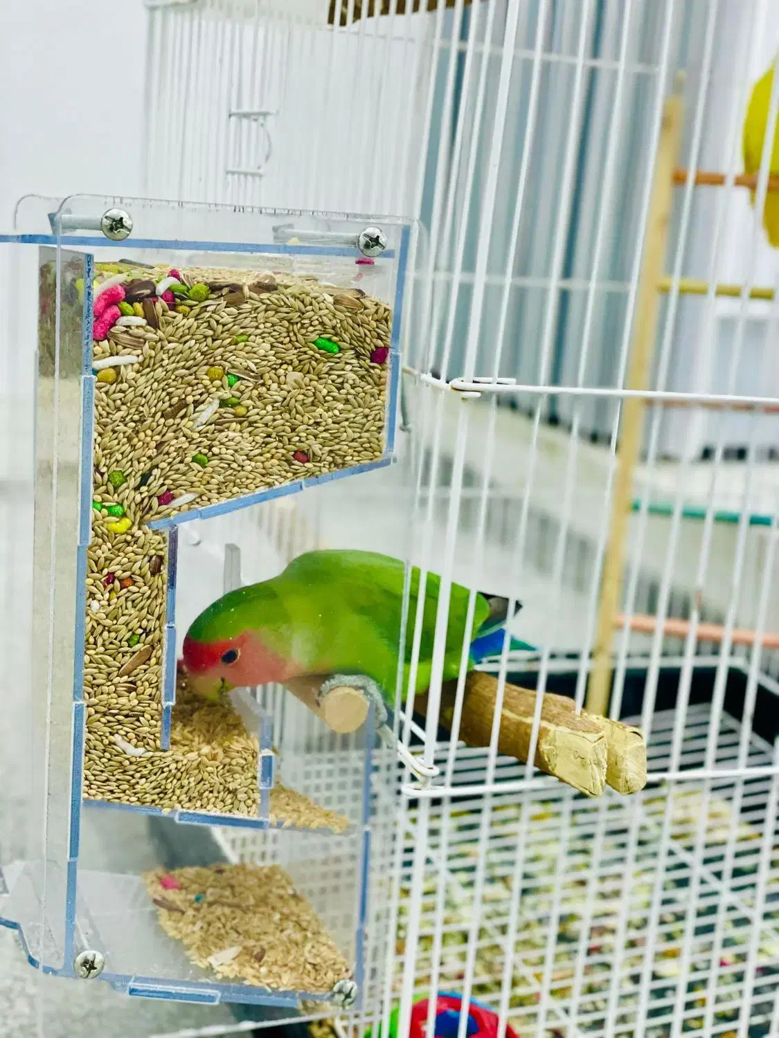 طوطی برزیلی|پرنده|جوانرود, |دیوار