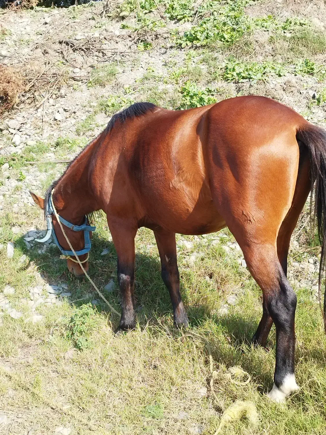 اسب|حیوانات مزرعه|خلیل شهر, |دیوار