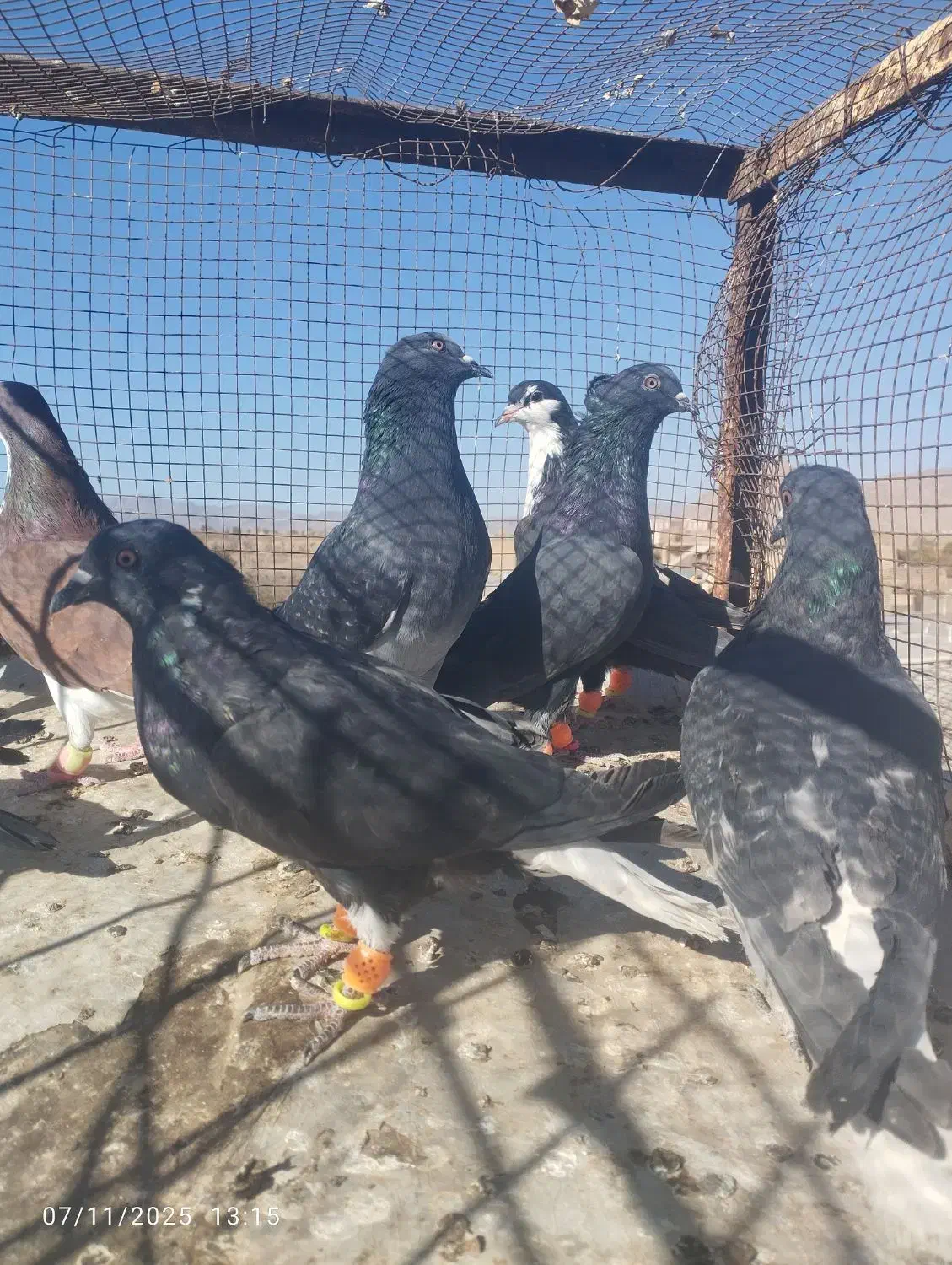 کفتر یا کبوتر دم سفید کرباتی ساده|پرنده|تربتحیدریه, بالا ولایت|دیوار