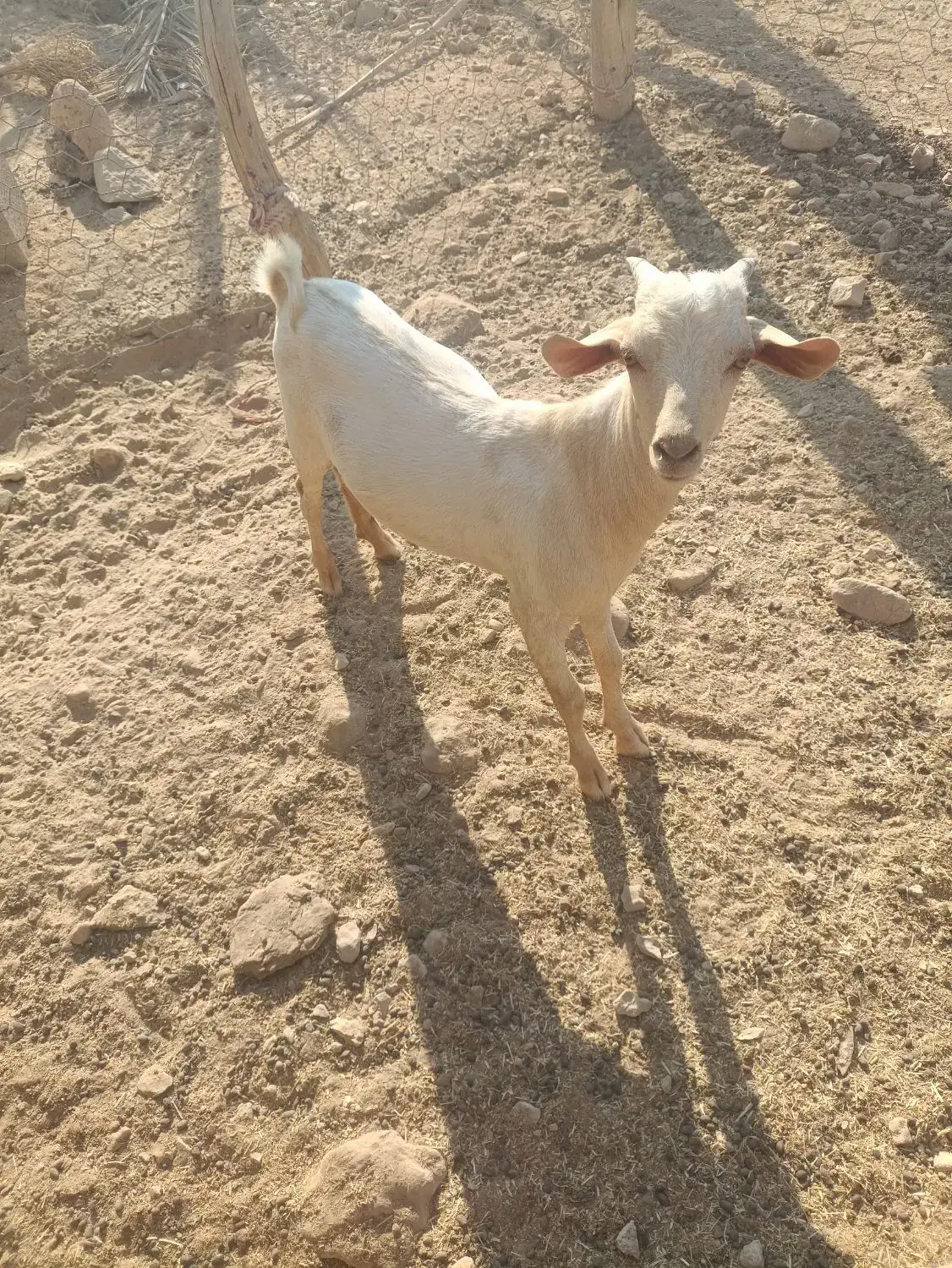 کهره به فروش می رسد|حیوانات مزرعه|مهران (هرمزگان), |دیوار