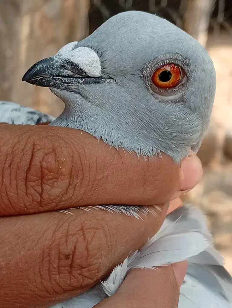 کبوتر ماده شامی شرتی|پرنده|شوشتر, |دیوار