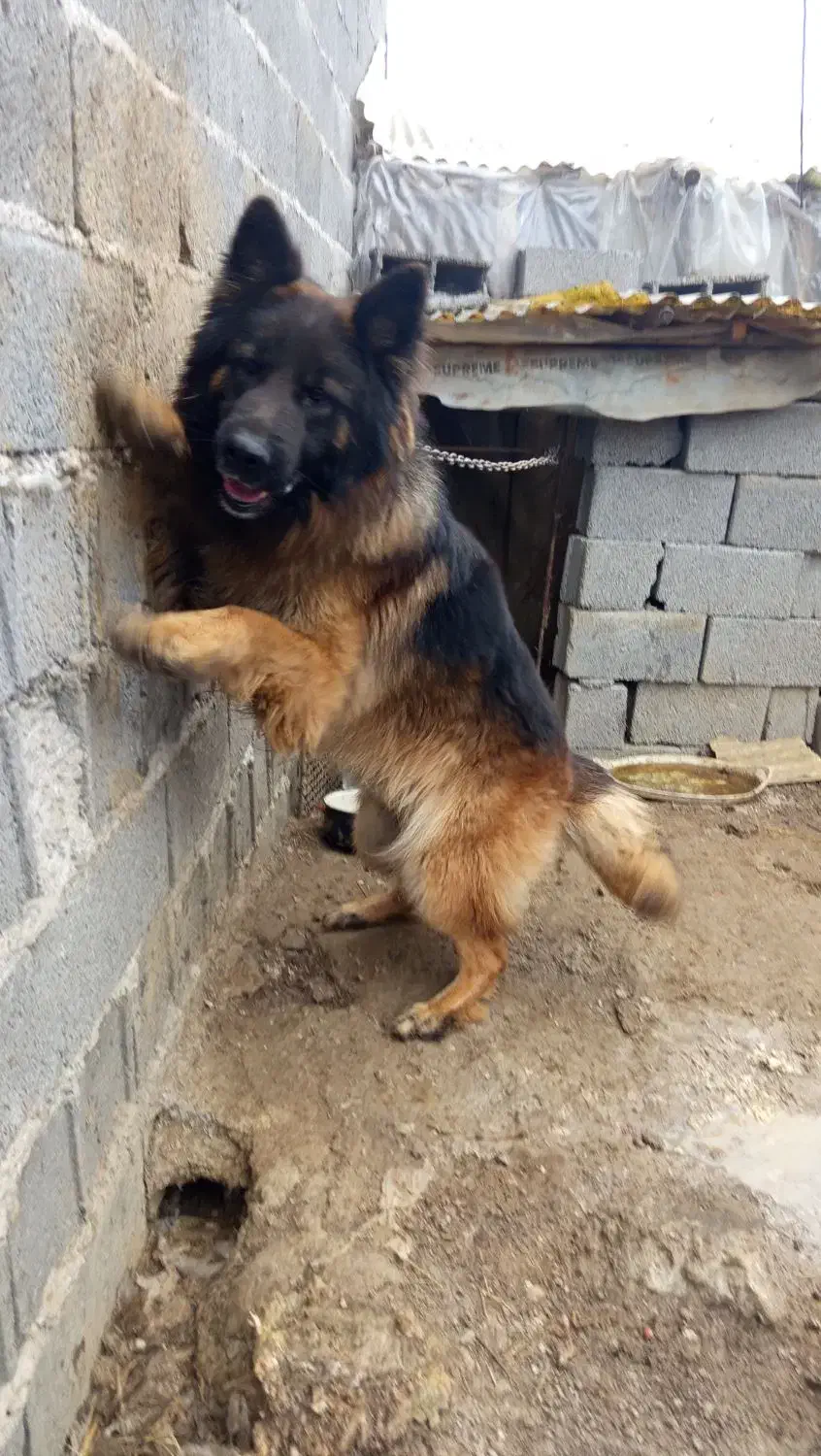 ژرمن نر|سگ|رشت, نظری|دیوار