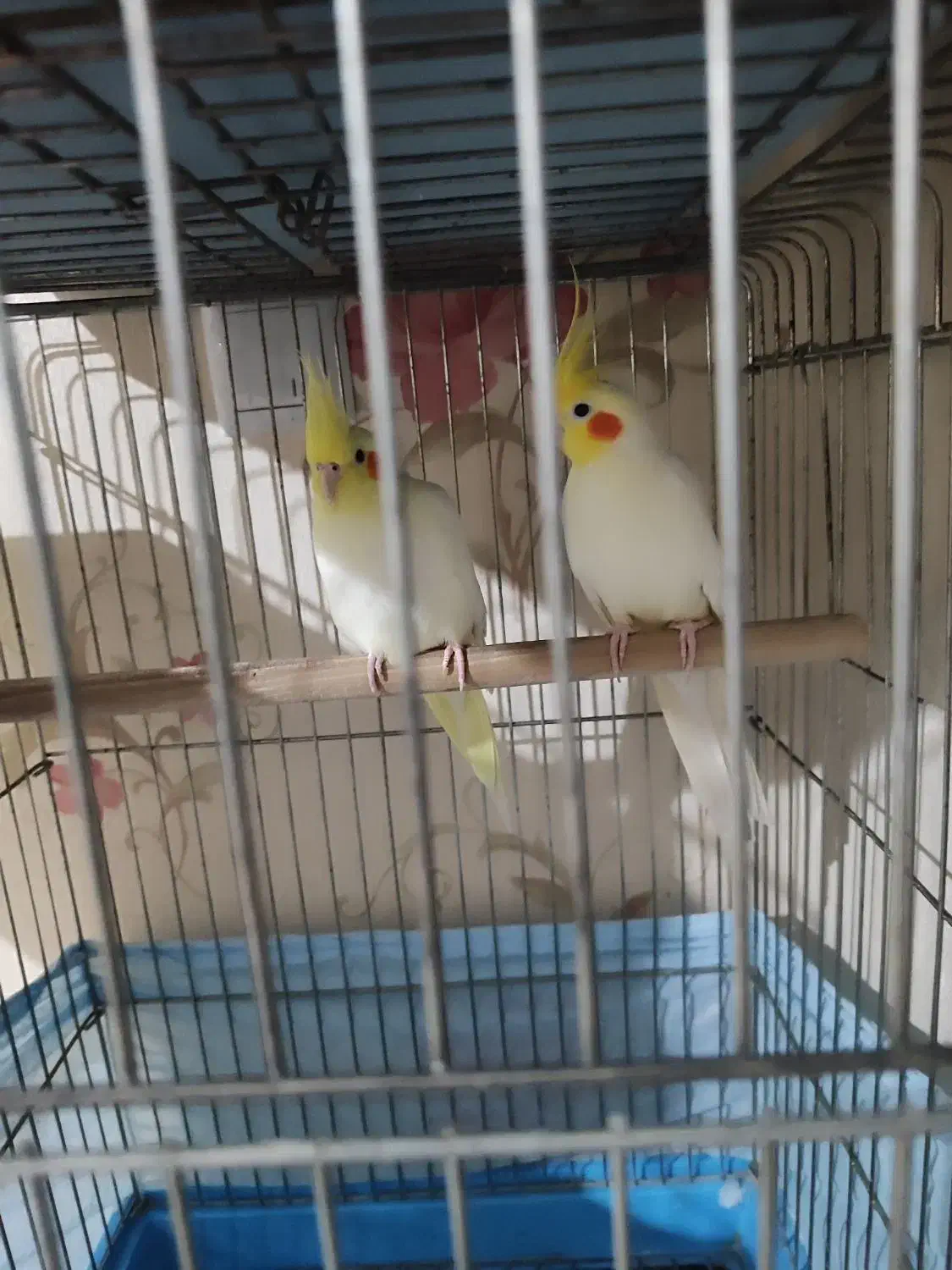 عروس هلندی  و جوجه عروس|پرنده|اراک, |دیوار