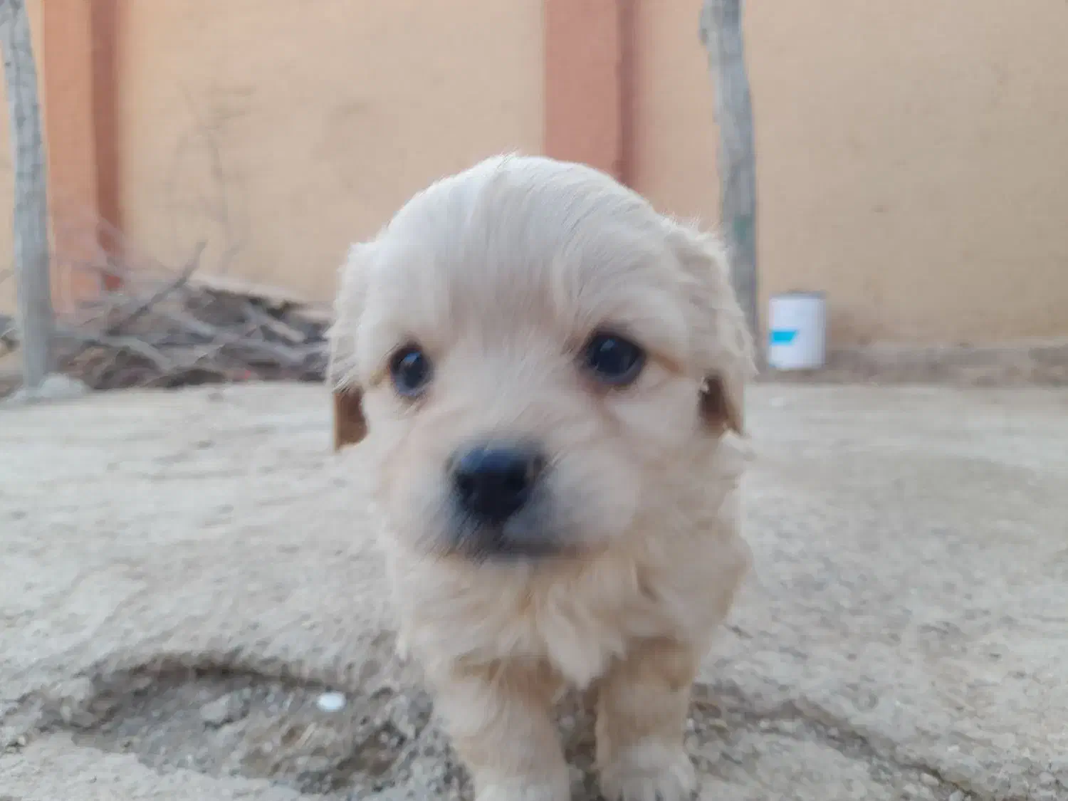 توله پاپی|سگ|شاهین‌شهر, گرگاب|دیوار