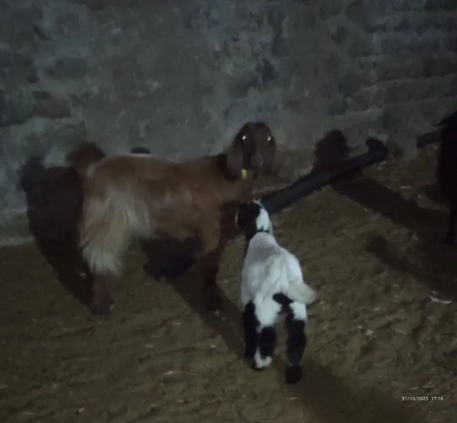 بز شکم دوم فروشی|حیوانات مزرعه|بیرک, |دیوار