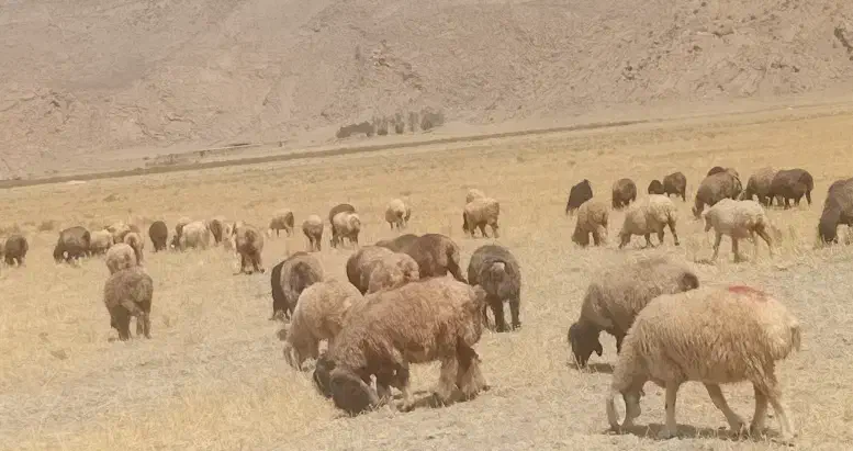 چوپان|استخدام سرایداری و نظافت|شیراز, داریون|دیوار