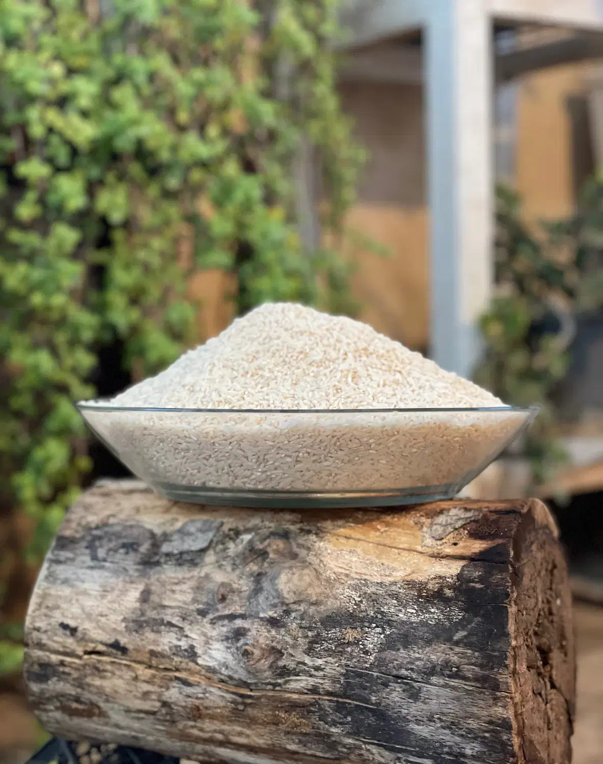 برنج طارم هاشمی دابودشت فریدونکنار/طارم/عطری خالص|خوردنی و آشامیدنی|قم, صفائیه|دیوار
