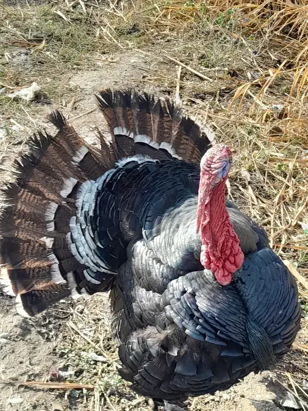 ۶ عدد بوقلمون برنز|حیوانات مزرعه|گنبد کاووس, |دیوار