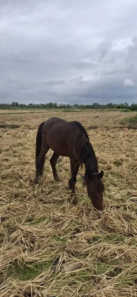 اسب سه ساله بسیار آرام وزیبا|اسب و تجهیزات اسب‌سواری|رشت, حومه رشت|دیوار