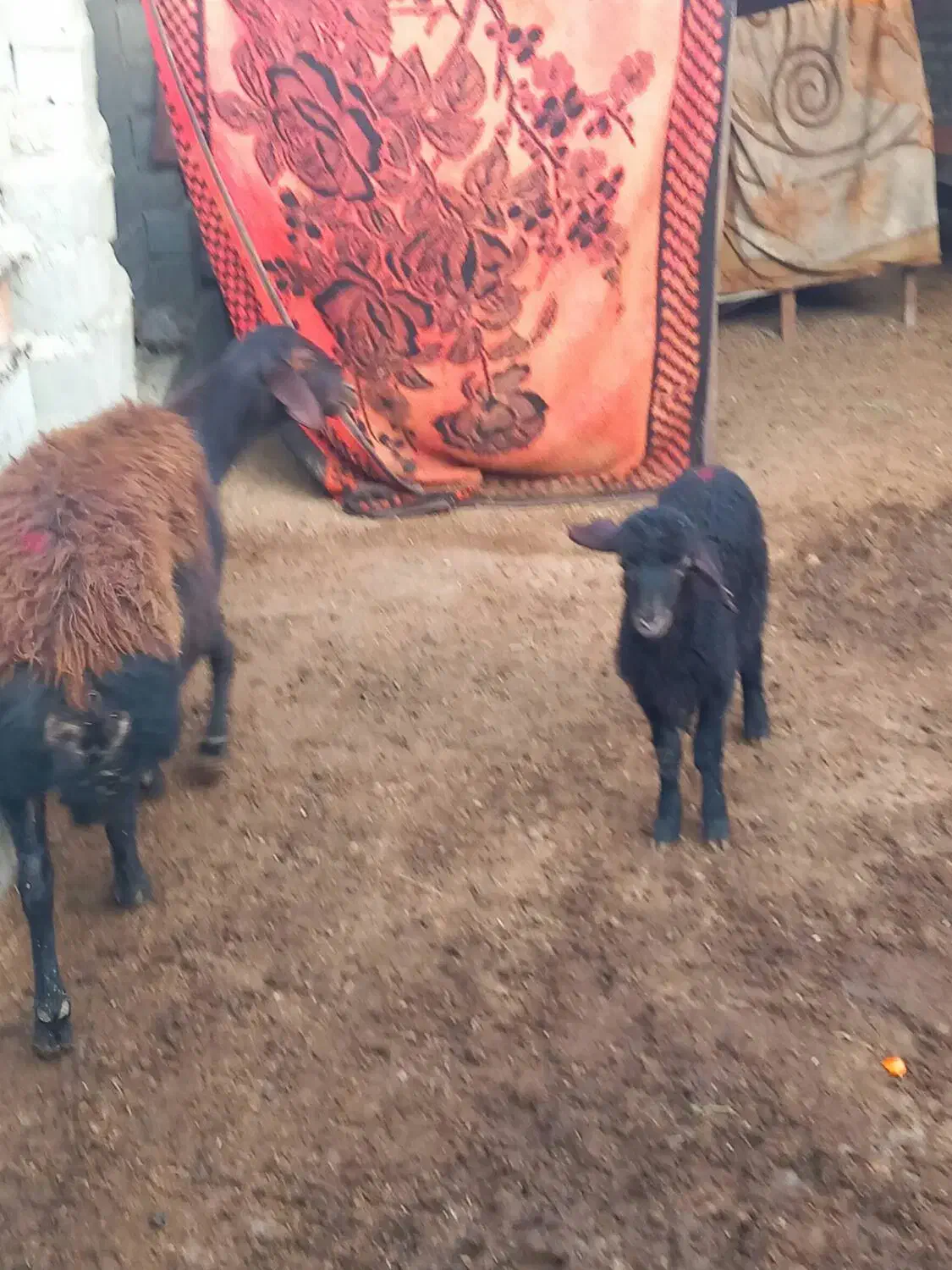 گوسفندبره دار چاق سالم وسرحال|حیوانات مزرعه|سیمین شهر, |دیوار