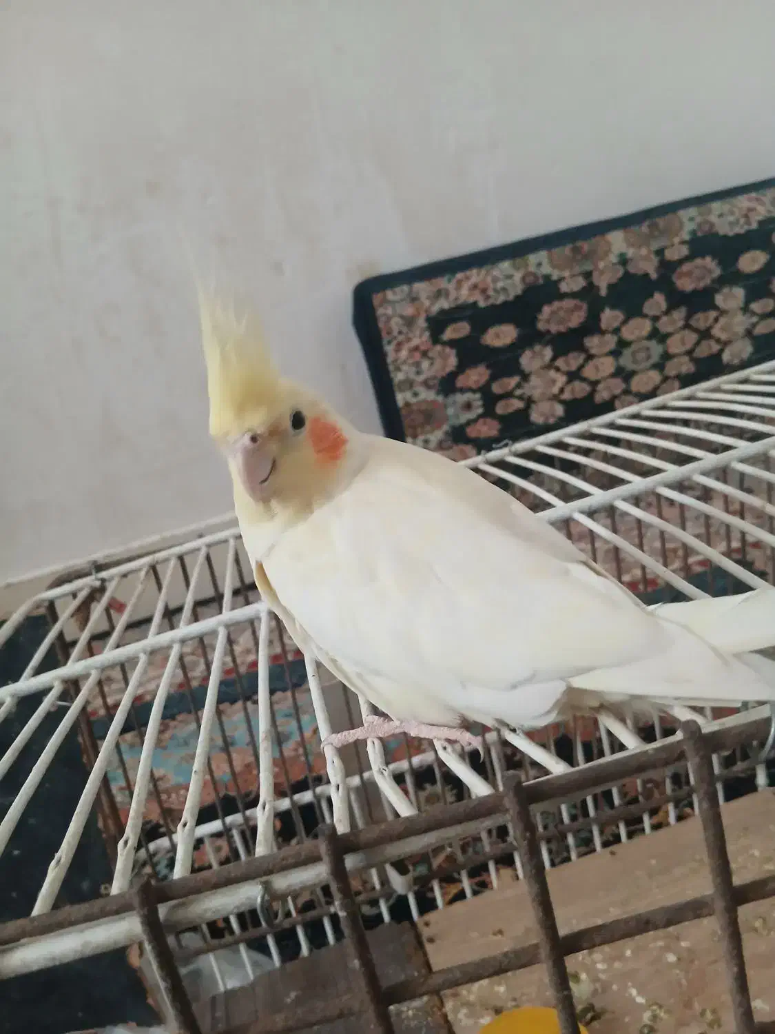 عروس هلندی|پرنده|مسجد سلیمان, |دیوار