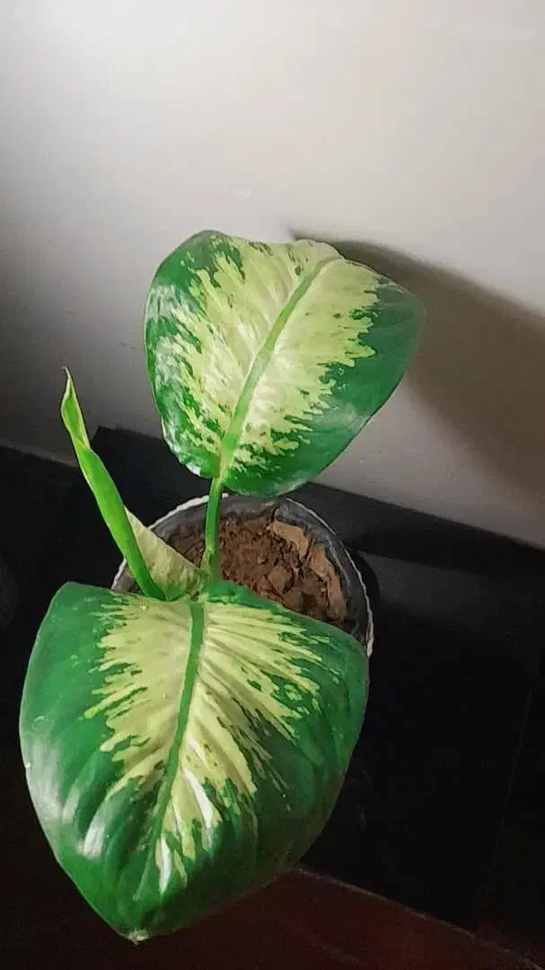 دیفن باخیا|گل و گیاه طبیعی|کازرون, |دیوار