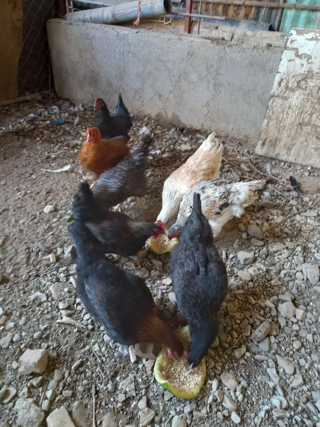 فروش مرغ|حیوانات مزرعه|شاهدشهر, |دیوار