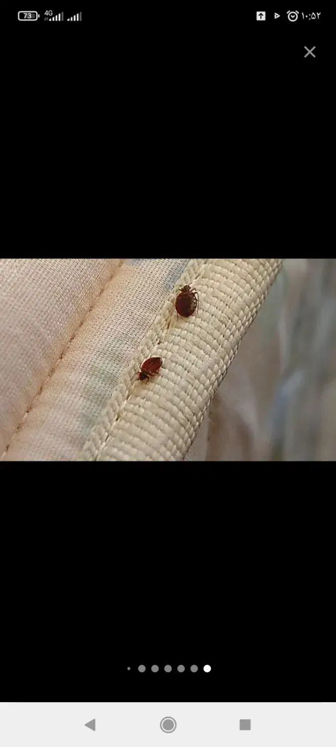 سمپاشی سم پاشی ساس سوسک با ضمانت ٪100|خدمات نظافت|مشهد, وکیلآباد|دیوار