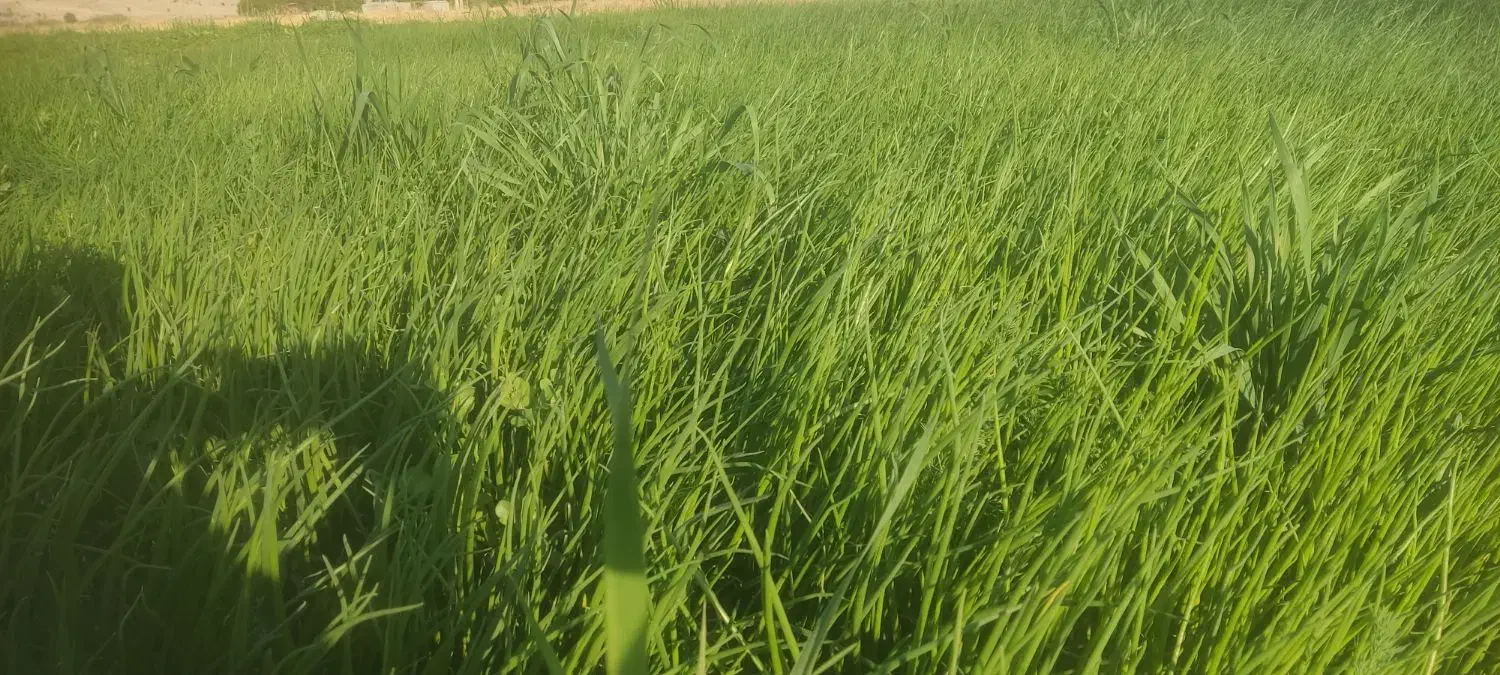 نشای پیاز|گل و گیاه طبیعی|بوستان, |دیوار