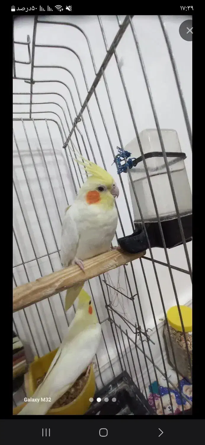 عروس هلندی|پرنده|کوهدشت, |دیوار