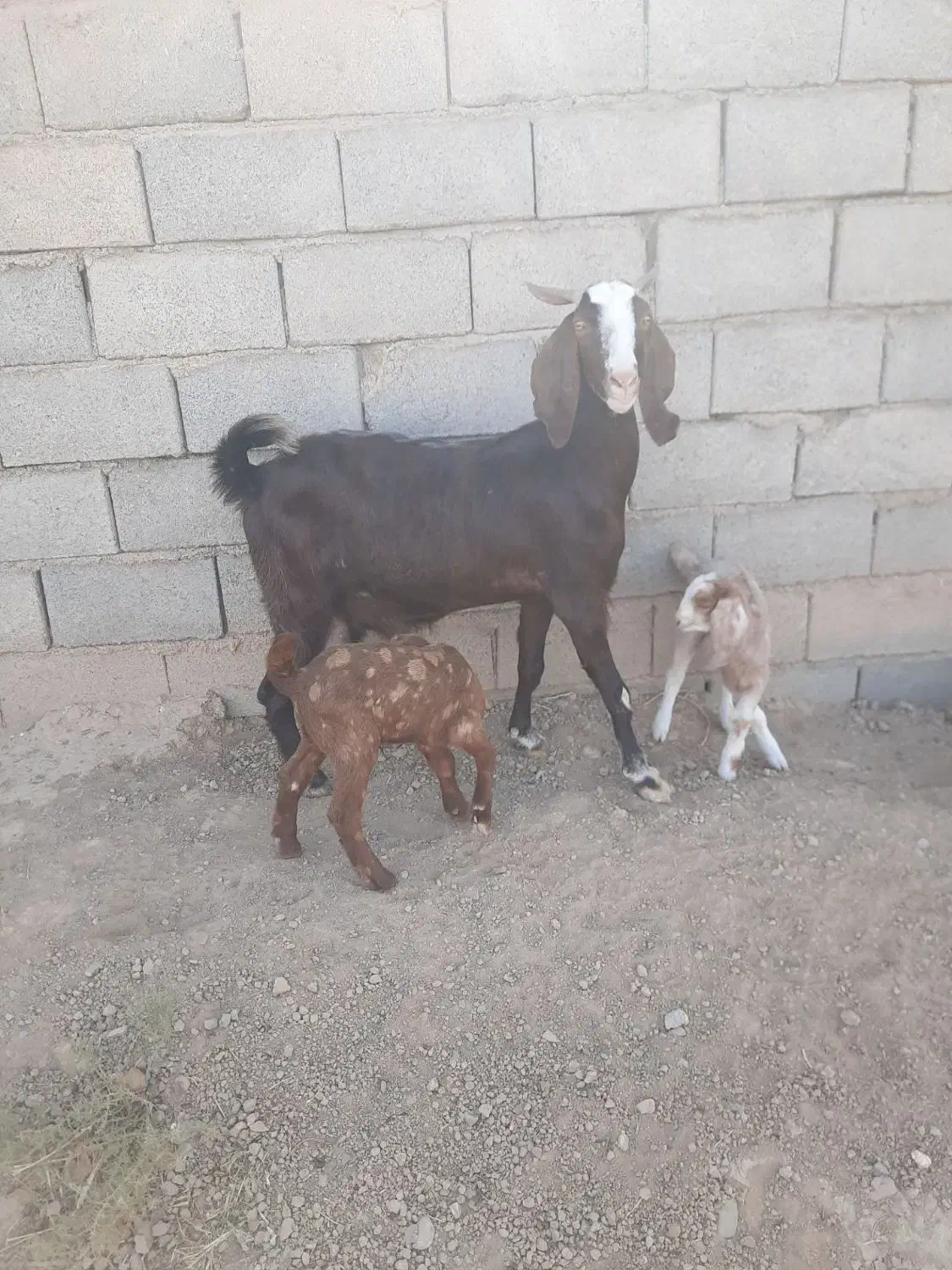 بز..|حیوانات مزرعه|فردوس (خراسان), |دیوار