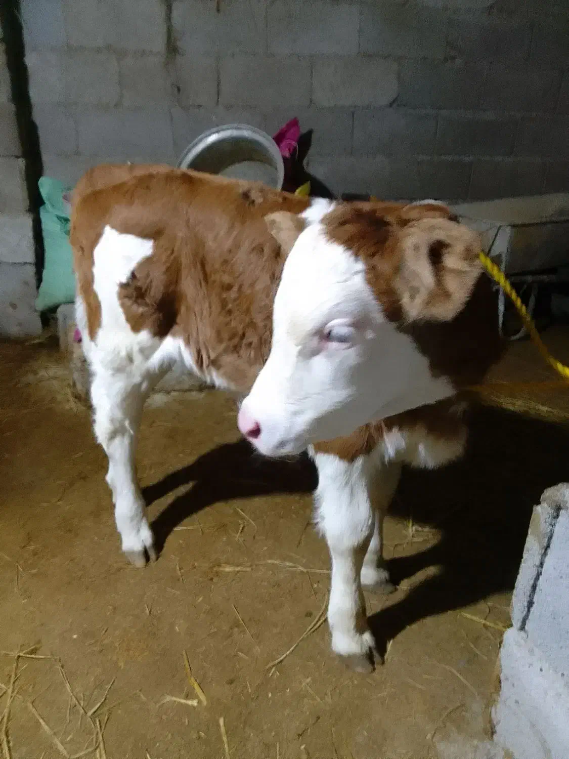 گاو سمینتال باگوساله ۱۲روزه|حیوانات مزرعه|رضوانشهر, |دیوار