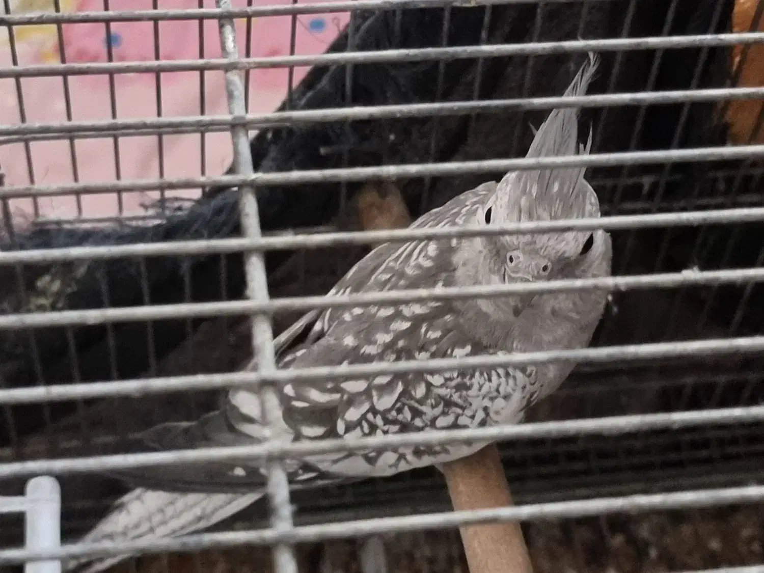 عروس هلندی|پرنده|لار, |دیوار