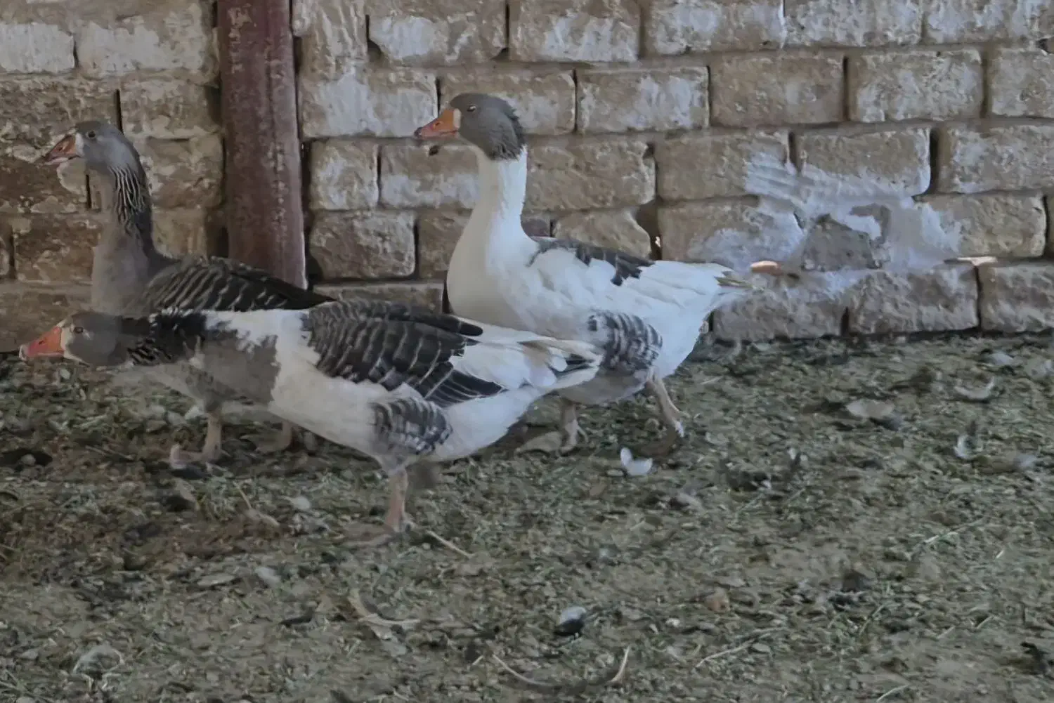 پرنده|پرنده|معصومیه, |دیوار