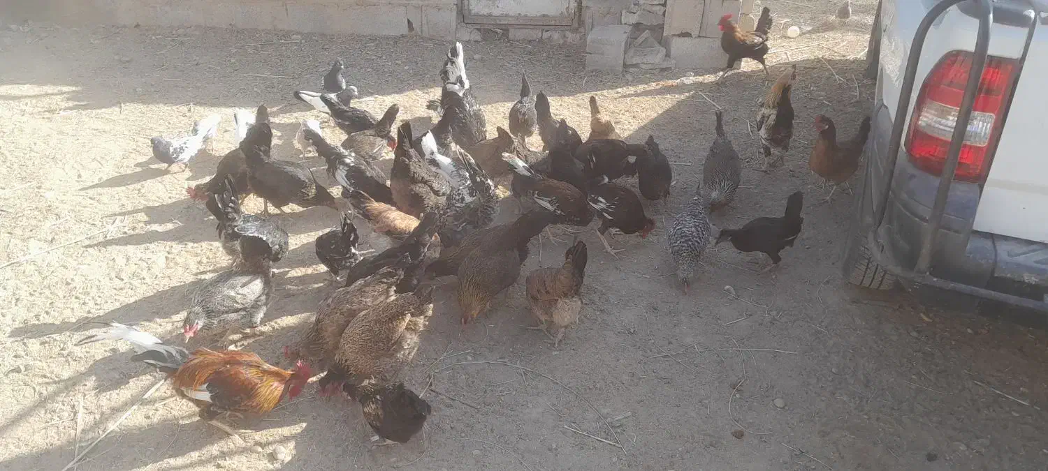 مرغ درجراحی|حیوانات مزرعه|چمران, |دیوار