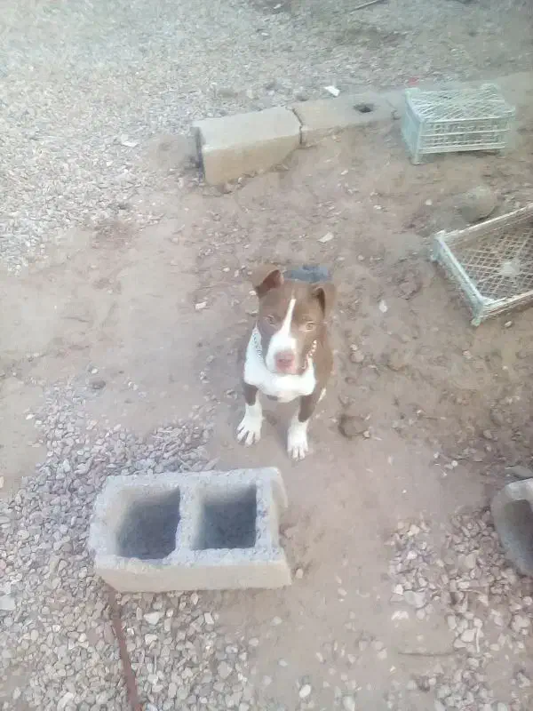 توله پیتبول برای فروش ، الان خیلی بزرگتر هم هست|سگ|زرند, |دیوار