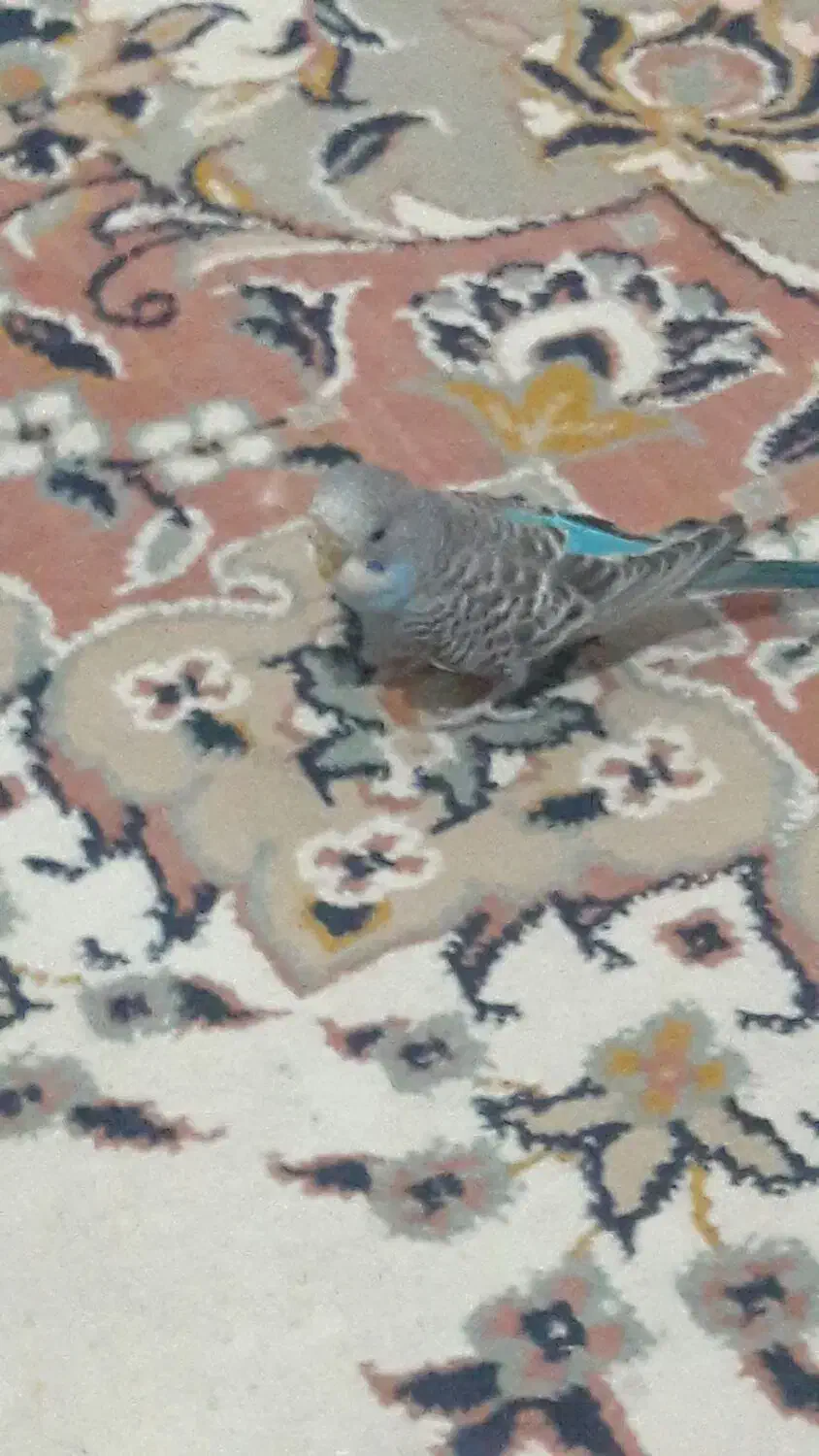 مرغ عشق سالم و بازیگوش|پرنده|سبزوار, توحیدشهر|دیوار