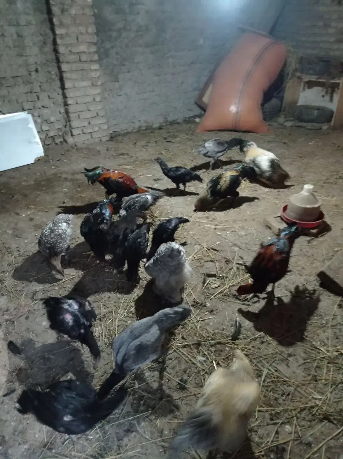 برهما اصل و لاری اصل افقان|حیوانات مزرعه|بندر ترکمن, |دیوار