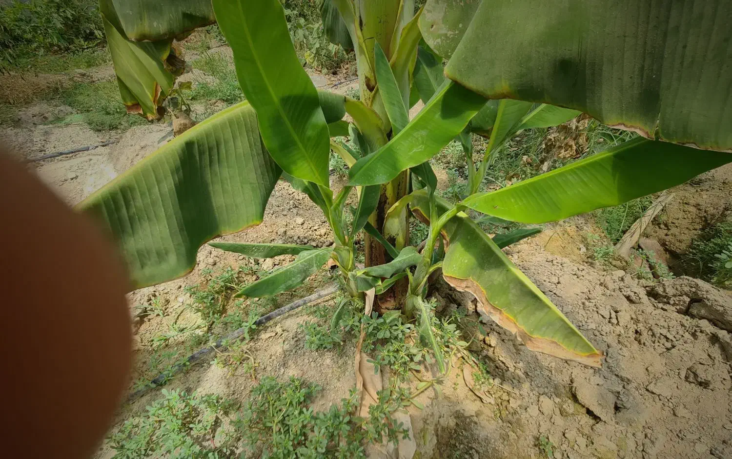 پاجوش موز|خدمات باغبانی و درختکاری|سراوان, |دیوار