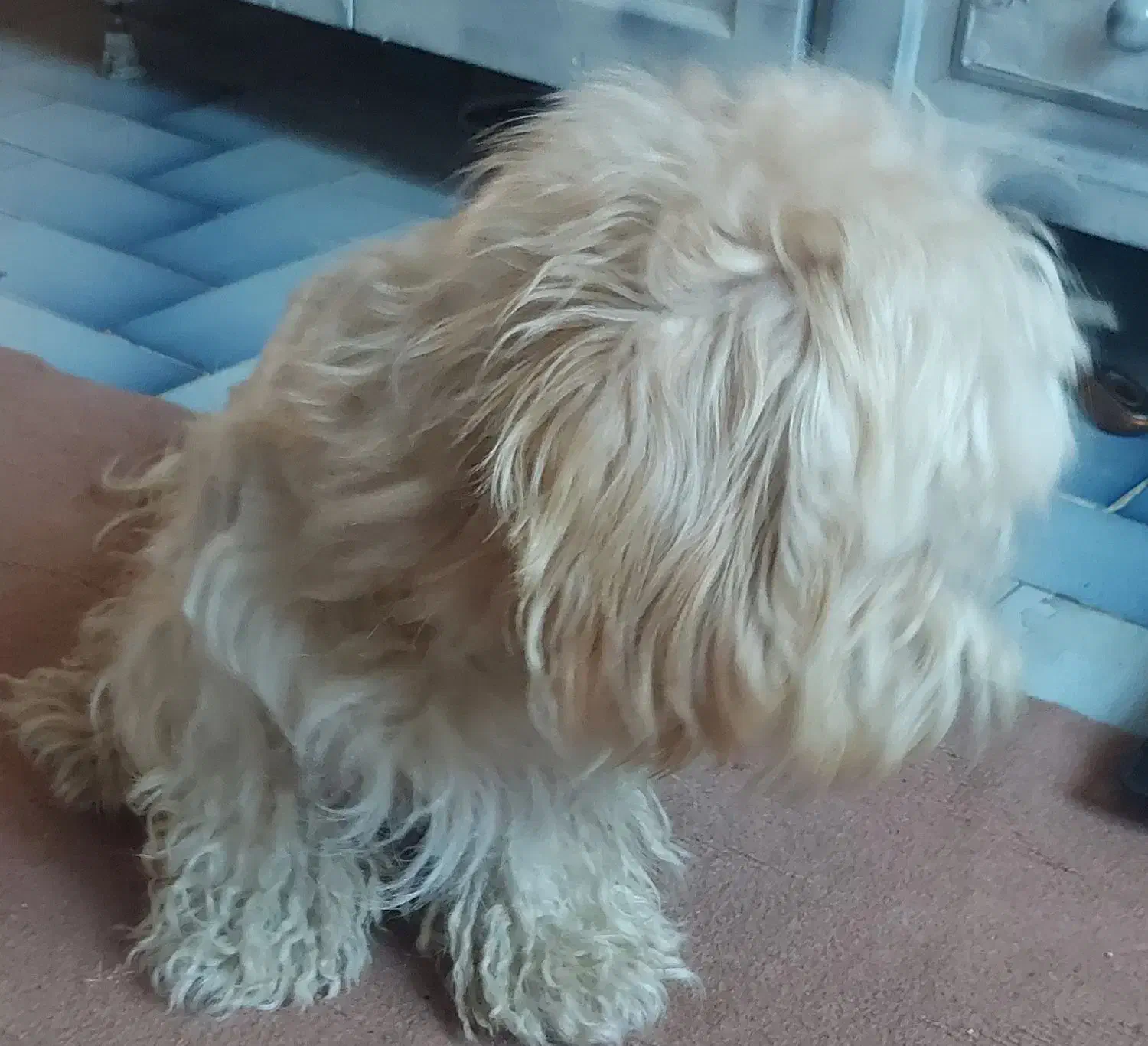 سگ شیتزو|سگ|اردبیل, |دیوار