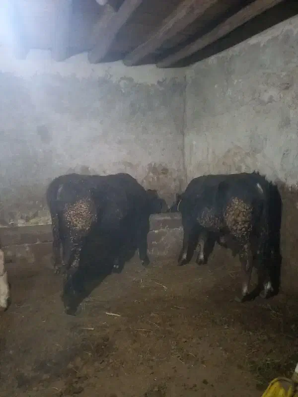 گوساله نر|حیوانات مزرعه|انزل, |دیوار