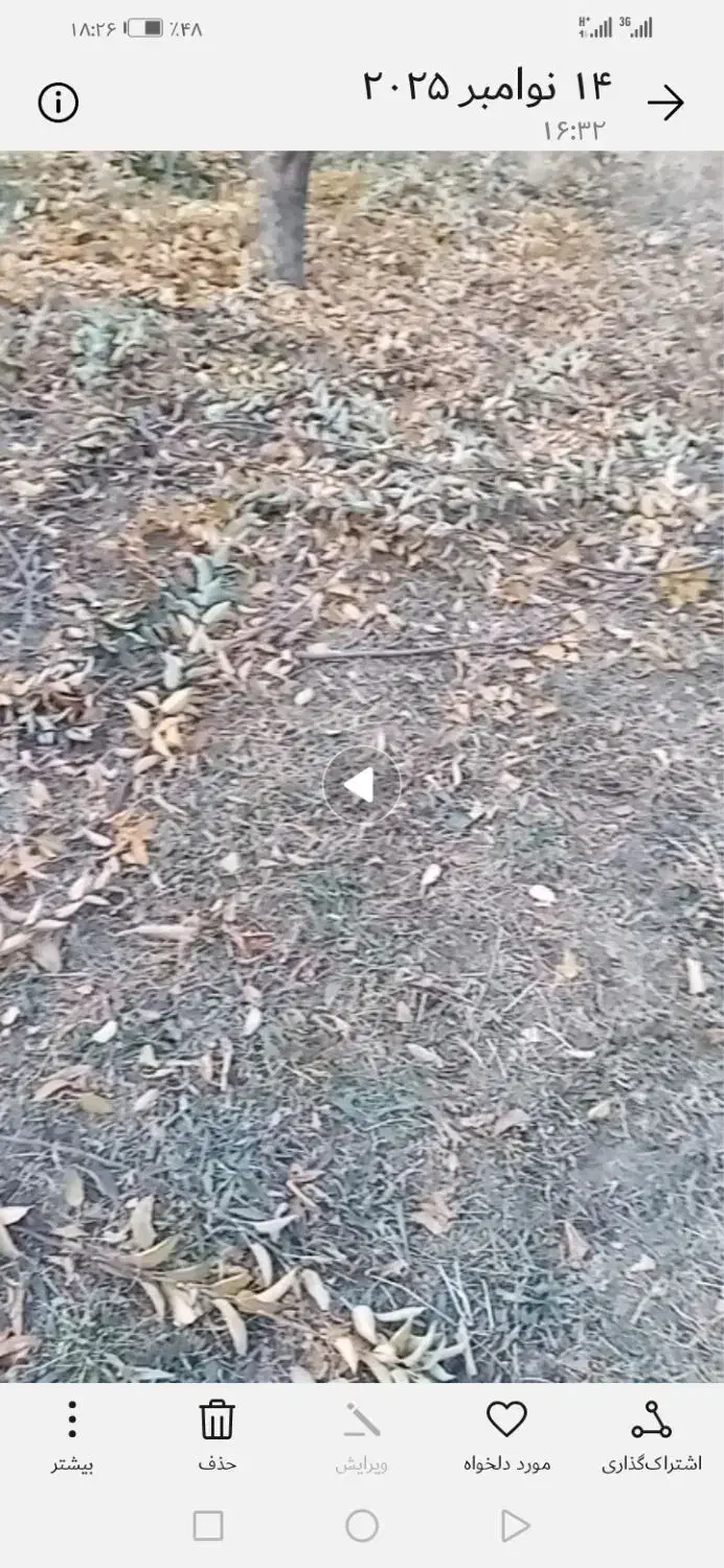 کاه|لوازم جانبی حیوانات|لاجان, |دیوار